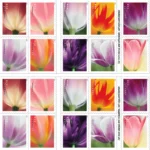 Tulip Blossoms 2023 3 - Buy Postage Stamps Online 2 9 2 - Buy Postage Stamps Online