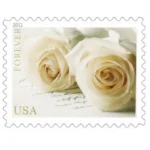 Wedding Roses 2011