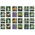 WildOrchids2020 2 - Buy Postage Stamps Online
